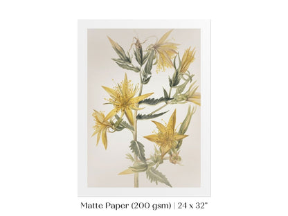 Blazing Star (Mentzelia laevicaulis) Floral Watercolour | P376 - Single Art Prints - Piccolo Fiore Prints
