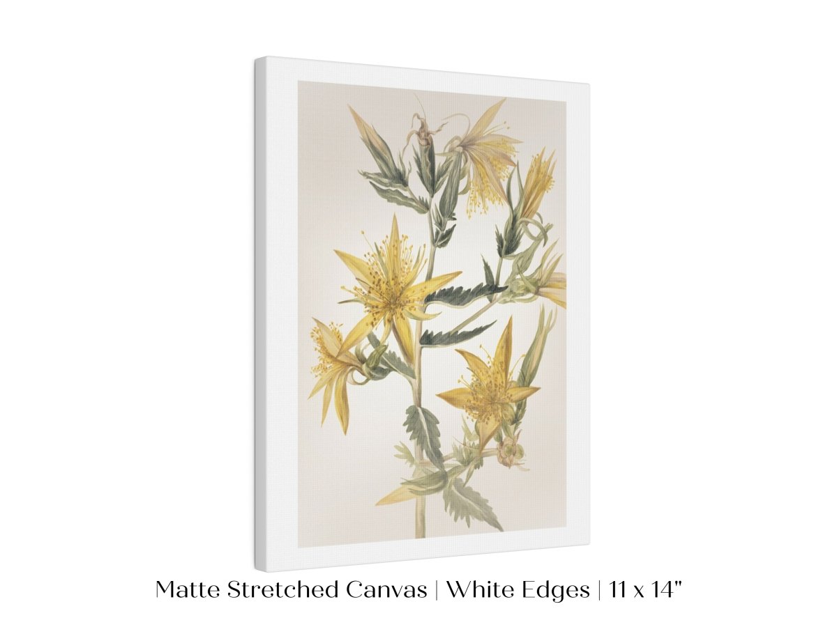 Blazing Star (Mentzelia laevicaulis) Floral Watercolour | P376 - Single Art Prints - Piccolo Fiore Prints