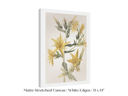 Blazing Star (Mentzelia laevicaulis) Floral Watercolour | P376 - Single Art Prints - Piccolo Fiore Prints