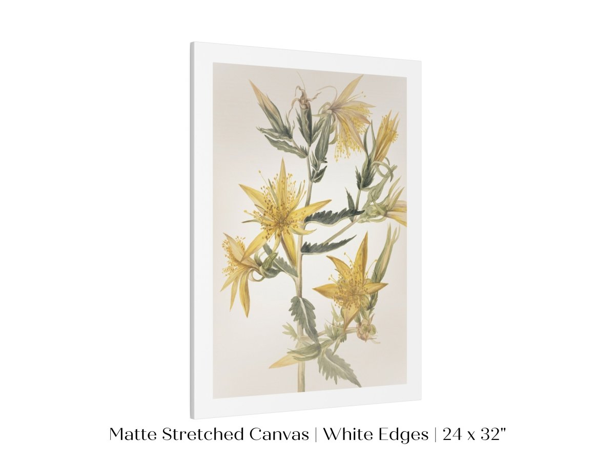 Blazing Star (Mentzelia laevicaulis) Floral Watercolour | P376 - Single Art Prints - Piccolo Fiore Prints