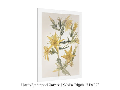 Blazing Star (Mentzelia laevicaulis) Floral Watercolour | P376 - Single Art Prints - Piccolo Fiore Prints