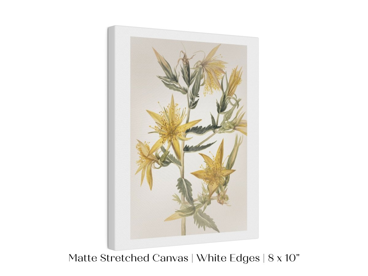 Blazing Star (Mentzelia laevicaulis) Floral Watercolour | P376 - Single Art Prints - Piccolo Fiore Prints