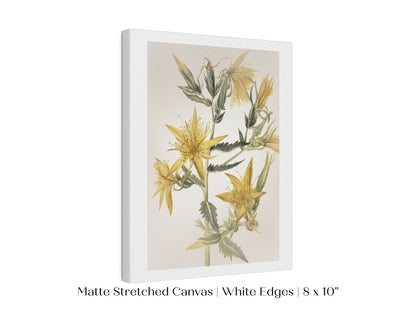 Blazing Star (Mentzelia laevicaulis) Floral Watercolour | P376 - Single Art Prints - Piccolo Fiore Prints