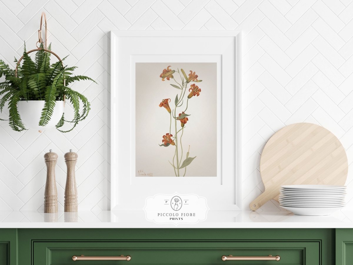 Blazing Star (Mentzelia laevicaulis) Floral Watercolour | P376 - Single Art Prints - Piccolo Fiore Prints