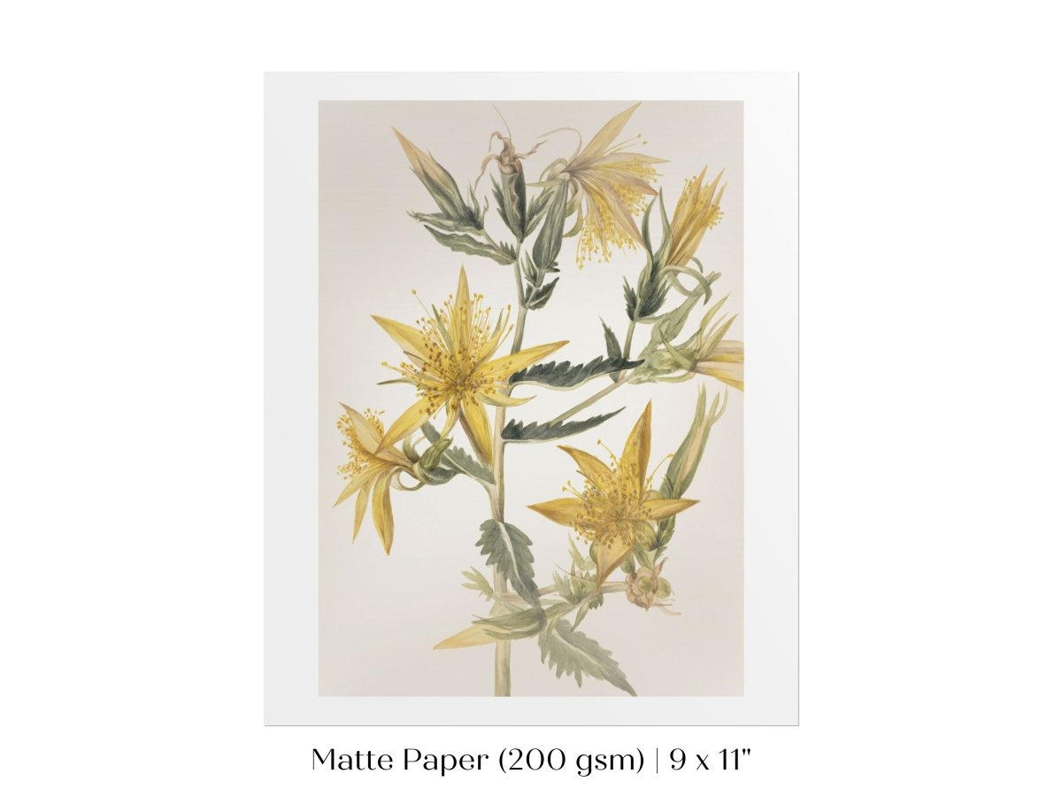 Blazing Star (Mentzelia laevicaulis) Floral Watercolour | P376 - Single Art Prints - Piccolo Fiore Prints