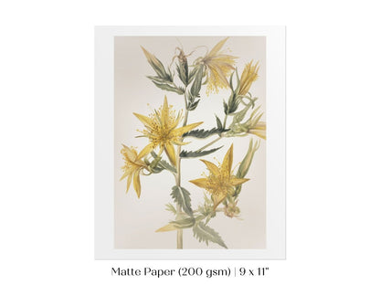 Blazing Star (Mentzelia laevicaulis) Floral Watercolour | P376 - Single Art Prints - Piccolo Fiore Prints