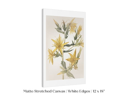 Blazing Star (Mentzelia laevicaulis) Floral Watercolour | P376 - Single Art Prints - Piccolo Fiore Prints