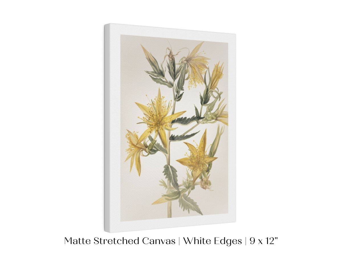 Blazing Star (Mentzelia laevicaulis) Floral Watercolour | P376 - Single Art Prints - Piccolo Fiore Prints