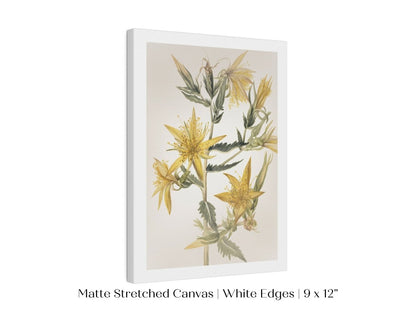 Blazing Star (Mentzelia laevicaulis) Floral Watercolour | P376 - Single Art Prints - Piccolo Fiore Prints