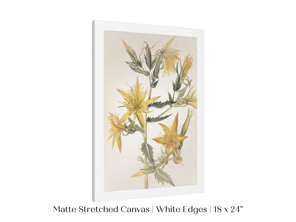 Blazing Star (Mentzelia laevicaulis) Floral Watercolour | P376 - Single Art Prints - Piccolo Fiore Prints