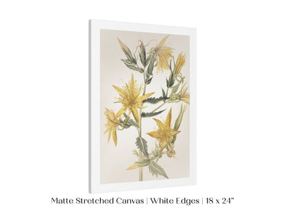 Blazing Star (Mentzelia laevicaulis) Floral Watercolour | P376 - Single Art Prints - Piccolo Fiore Prints