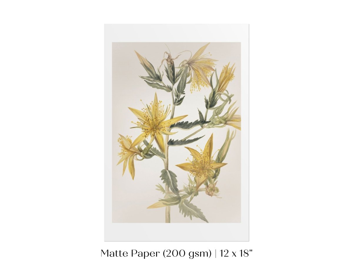 Blazing Star (Mentzelia laevicaulis) Floral Watercolour | P376 - Single Art Prints - Piccolo Fiore Prints