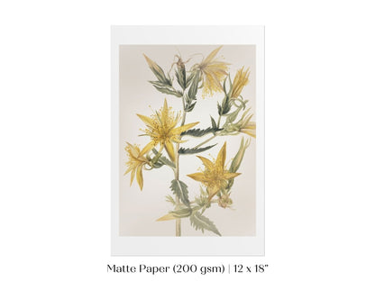 Blazing Star (Mentzelia laevicaulis) Floral Watercolour | P376 - Single Art Prints - Piccolo Fiore Prints