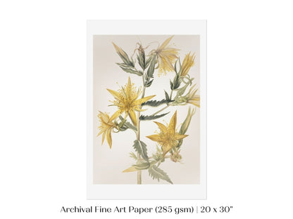 Blazing Star (Mentzelia laevicaulis) Floral Watercolour | P376 - Single Art Prints - Piccolo Fiore Prints