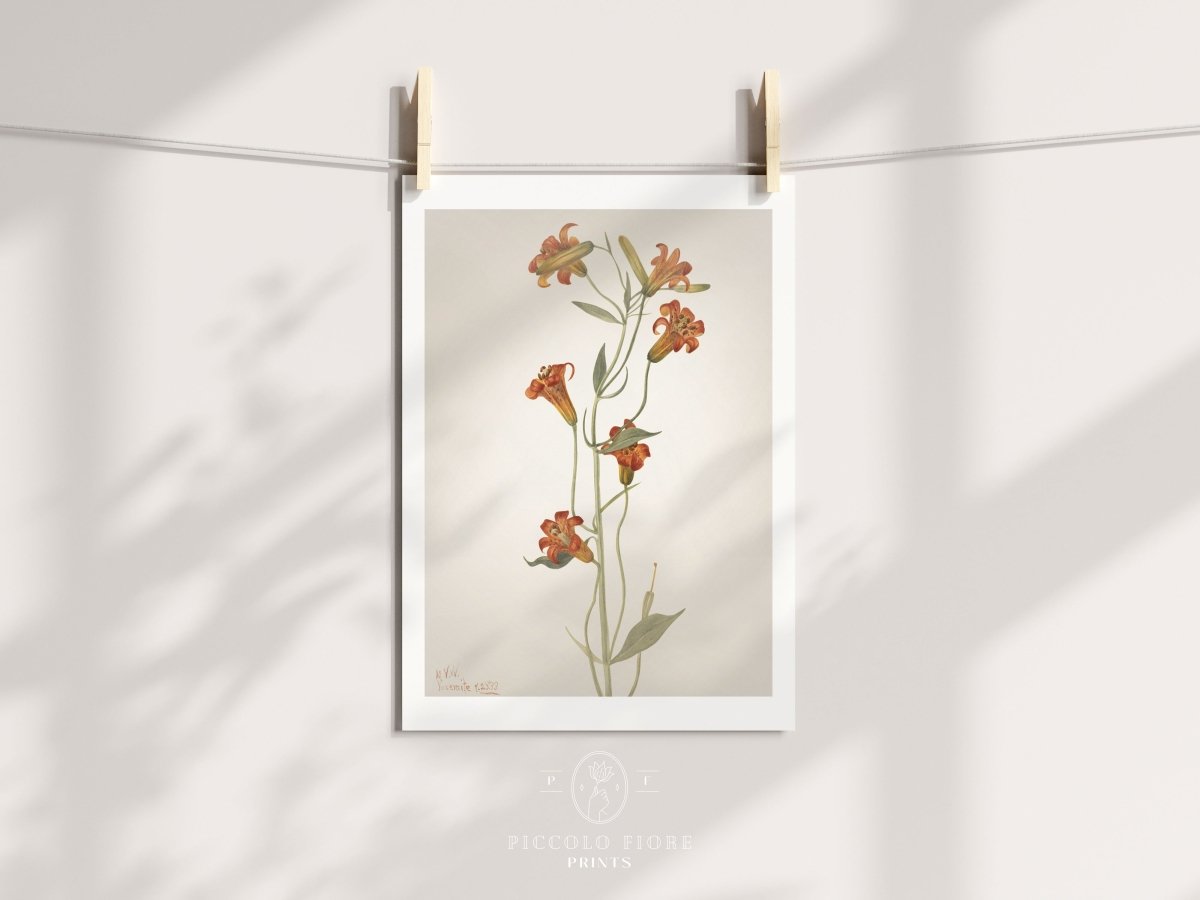 Blazing Star (Mentzelia laevicaulis) Floral Watercolour | P376 - Single Art Prints - Piccolo Fiore Prints