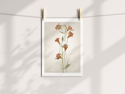Blazing Star (Mentzelia laevicaulis) Floral Watercolour | P376 - Single Art Prints - Piccolo Fiore Prints