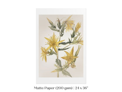 Blazing Star (Mentzelia laevicaulis) Floral Watercolour | P376 - Single Art Prints - Piccolo Fiore Prints