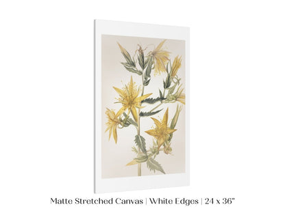 Blazing Star (Mentzelia laevicaulis) Floral Watercolour | P376 - Single Art Prints - Piccolo Fiore Prints