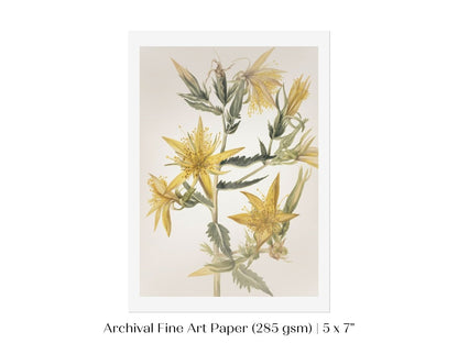Blazing Star (Mentzelia laevicaulis) Floral Watercolour | P376 - Single Art Prints - Piccolo Fiore Prints
