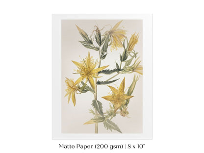 Blazing Star (Mentzelia laevicaulis) Floral Watercolour | P376 - Single Art Prints - Piccolo Fiore Prints