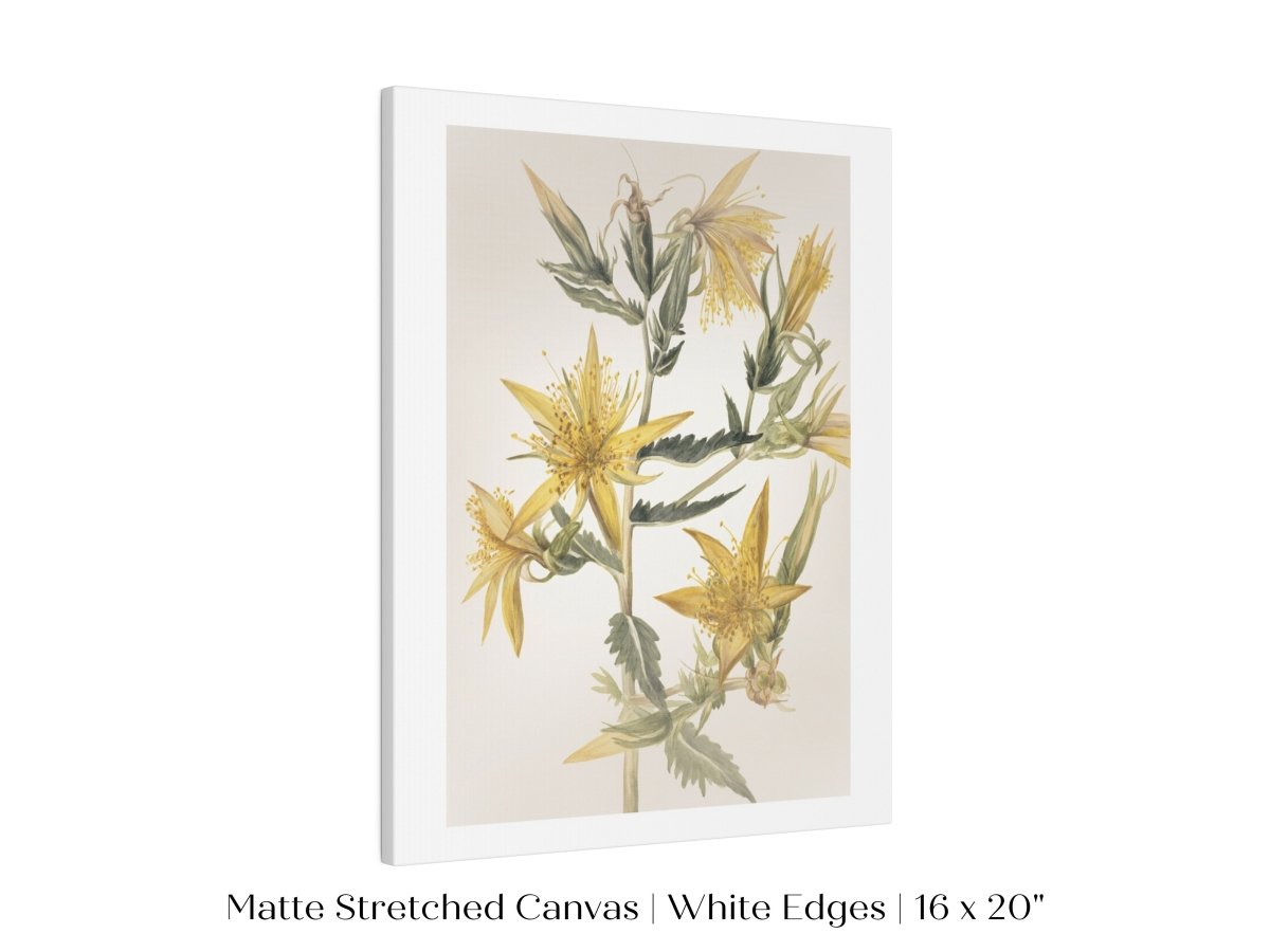 Blazing Star (Mentzelia laevicaulis) Floral Watercolour | P376 - Single Art Prints - Piccolo Fiore Prints
