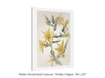 Blazing Star (Mentzelia laevicaulis) Floral Watercolour | P376 - Single Art Prints - Piccolo Fiore Prints