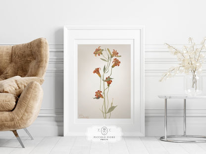 Blazing Star (Mentzelia laevicaulis) Floral Watercolour | P376 - Single Art Prints - Piccolo Fiore Prints