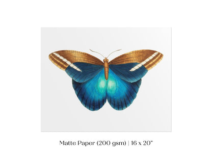 Blue and Brown Butterfly Illustration | P100 - Single Art Prints - Piccolo Fiore Prints