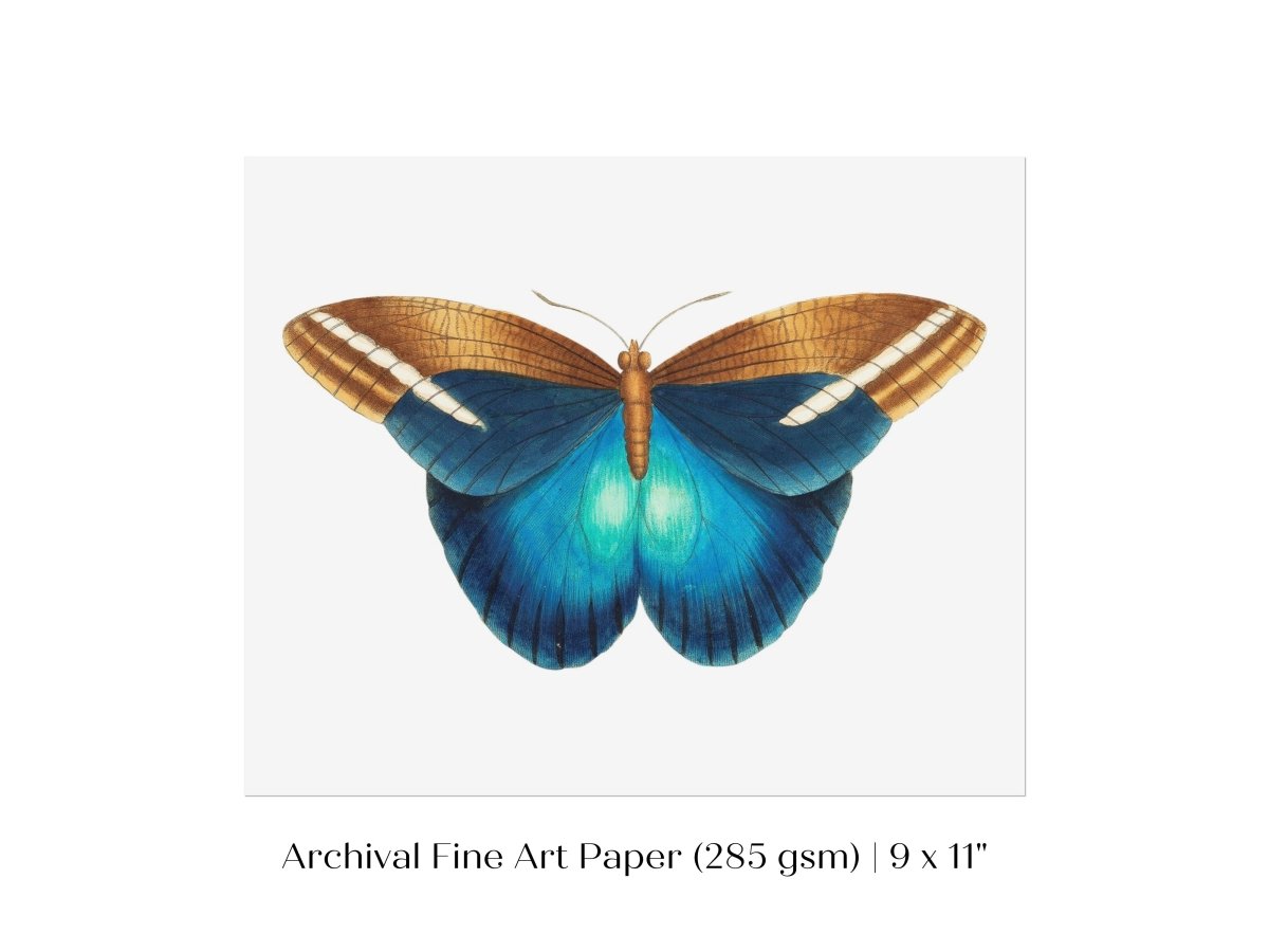 Blue and Brown Butterfly Illustration | P100 - Single Art Prints - Piccolo Fiore Prints