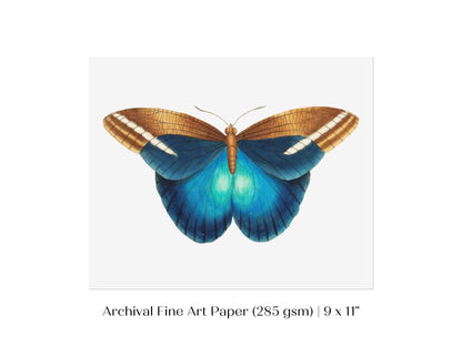 Blue and Brown Butterfly Illustration | P100 - Single Art Prints - Piccolo Fiore Prints
