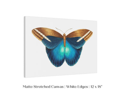 Blue and Brown Butterfly Illustration | P100 - Single Art Prints - Piccolo Fiore Prints