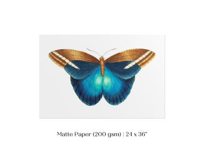 Blue and Brown Butterfly Illustration | P100 - Single Art Prints - Piccolo Fiore Prints