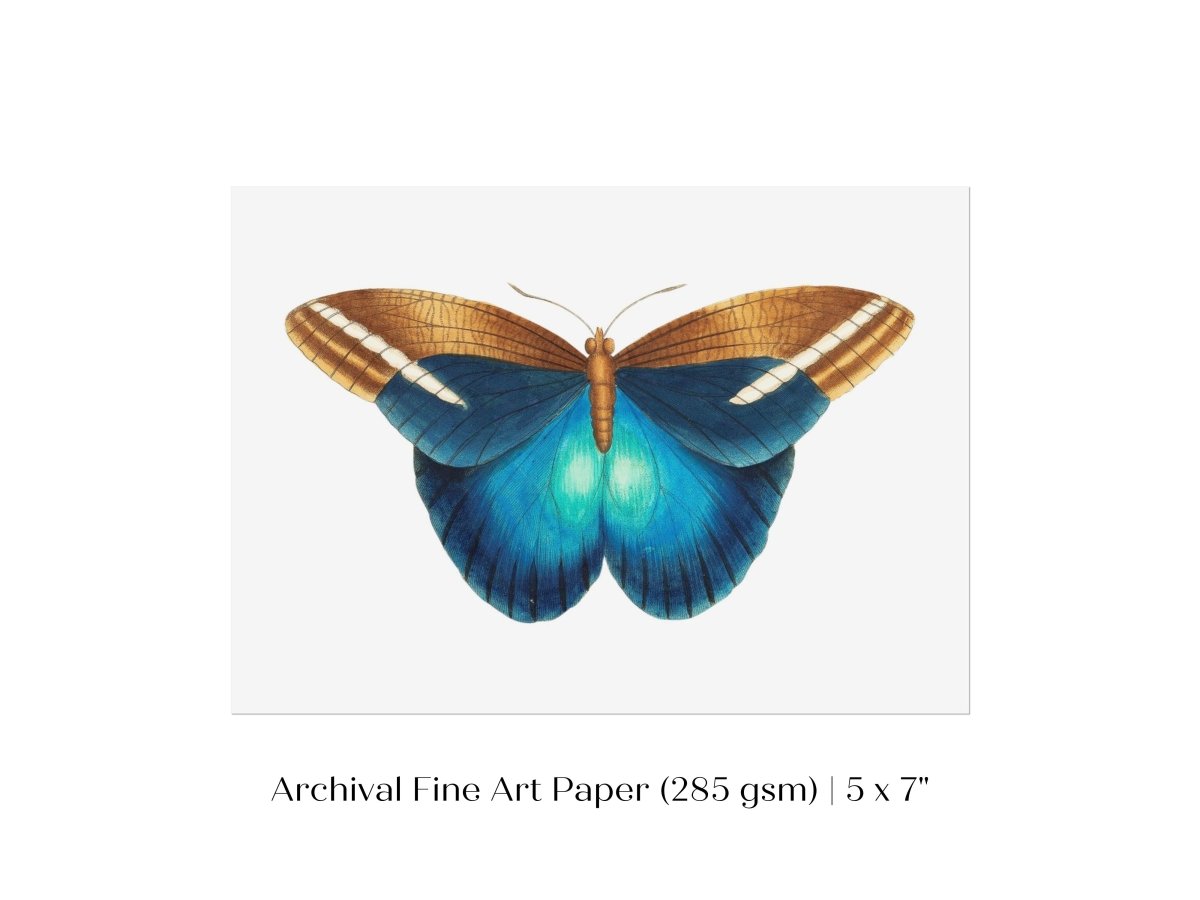 Blue and Brown Butterfly Illustration | P100 - Single Art Prints - Piccolo Fiore Prints