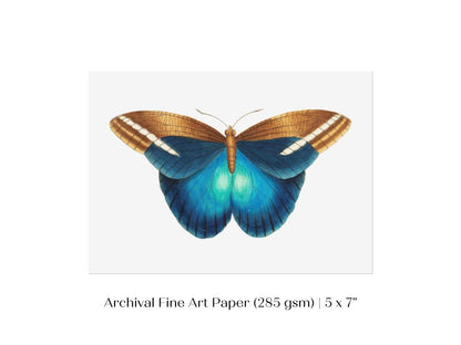 Blue and Brown Butterfly Illustration | P100 - Single Art Prints - Piccolo Fiore Prints