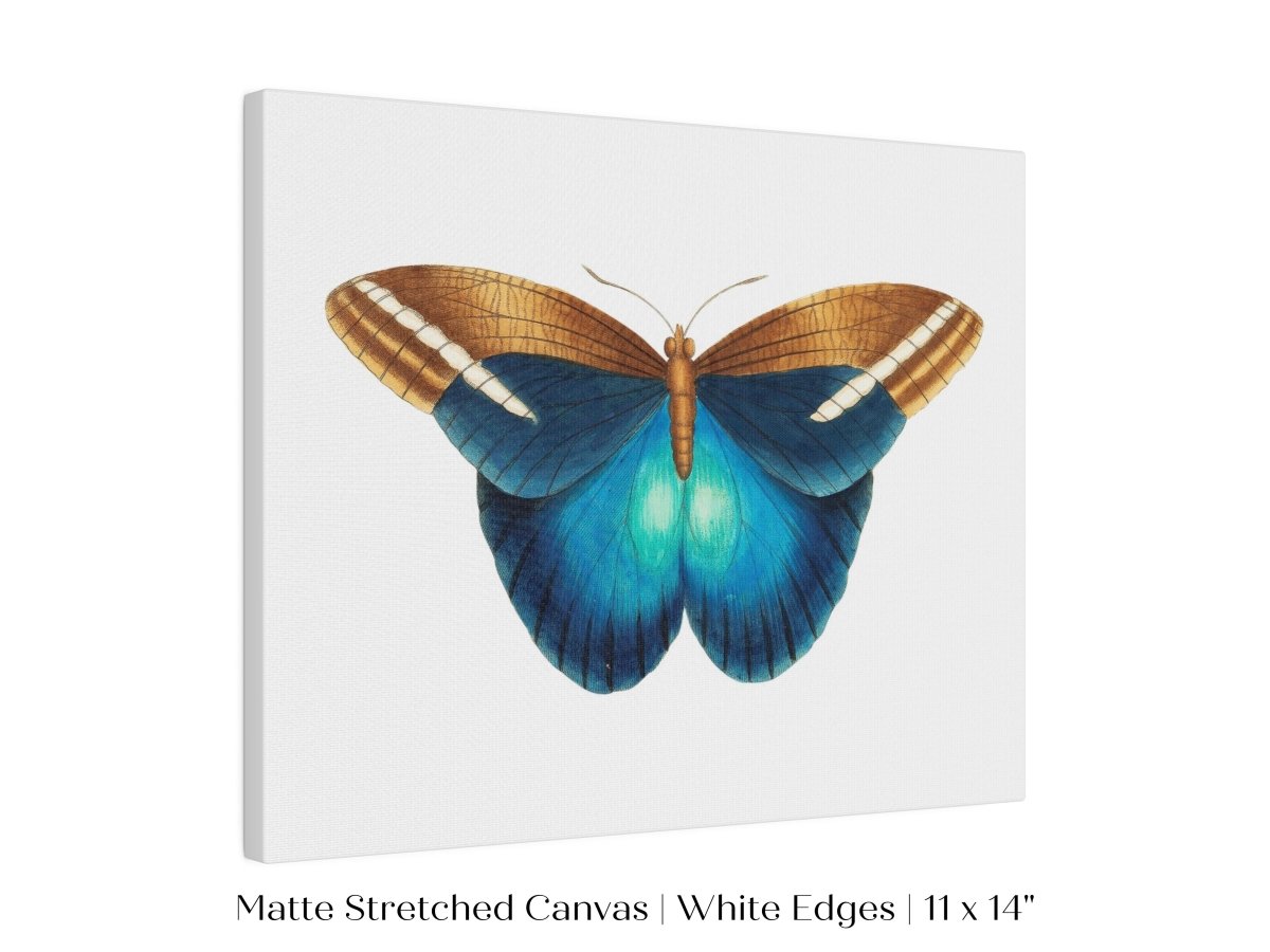 Blue and Brown Butterfly Illustration | P100 - Single Art Prints - Piccolo Fiore Prints