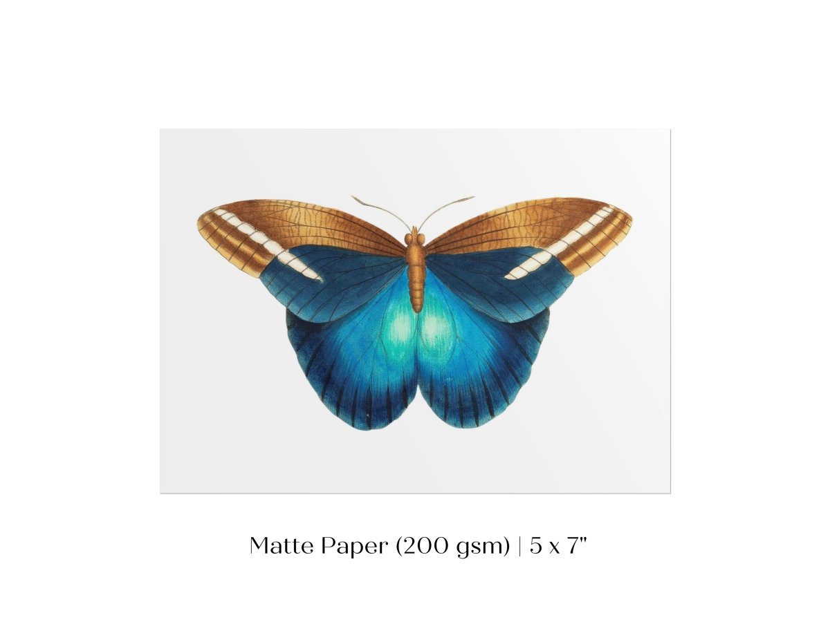 Blue and Brown Butterfly Illustration | P100 - Single Art Prints - Piccolo Fiore Prints