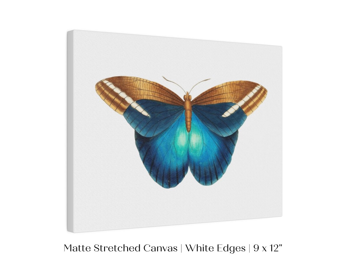 Blue and Brown Butterfly Illustration | P100 - Single Art Prints - Piccolo Fiore Prints