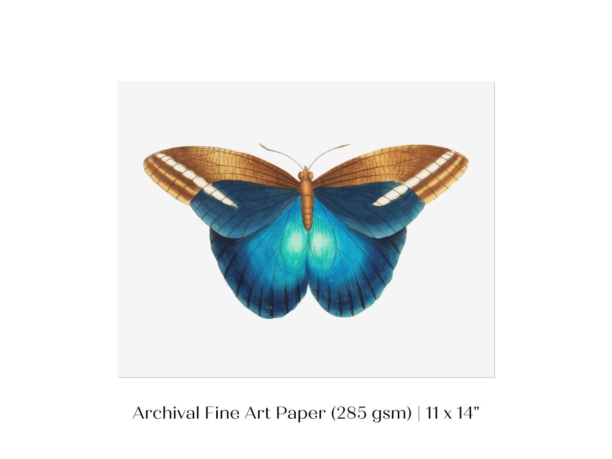Blue and Brown Butterfly Illustration | P100 - Single Art Prints - Piccolo Fiore Prints