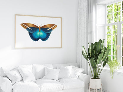 Blue and Brown Butterfly Illustration | P100 - Single Art Prints - Piccolo Fiore Prints