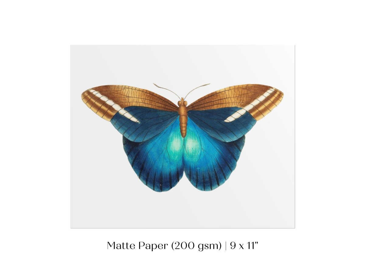 Blue and Brown Butterfly Illustration | P100 - Single Art Prints - Piccolo Fiore Prints
