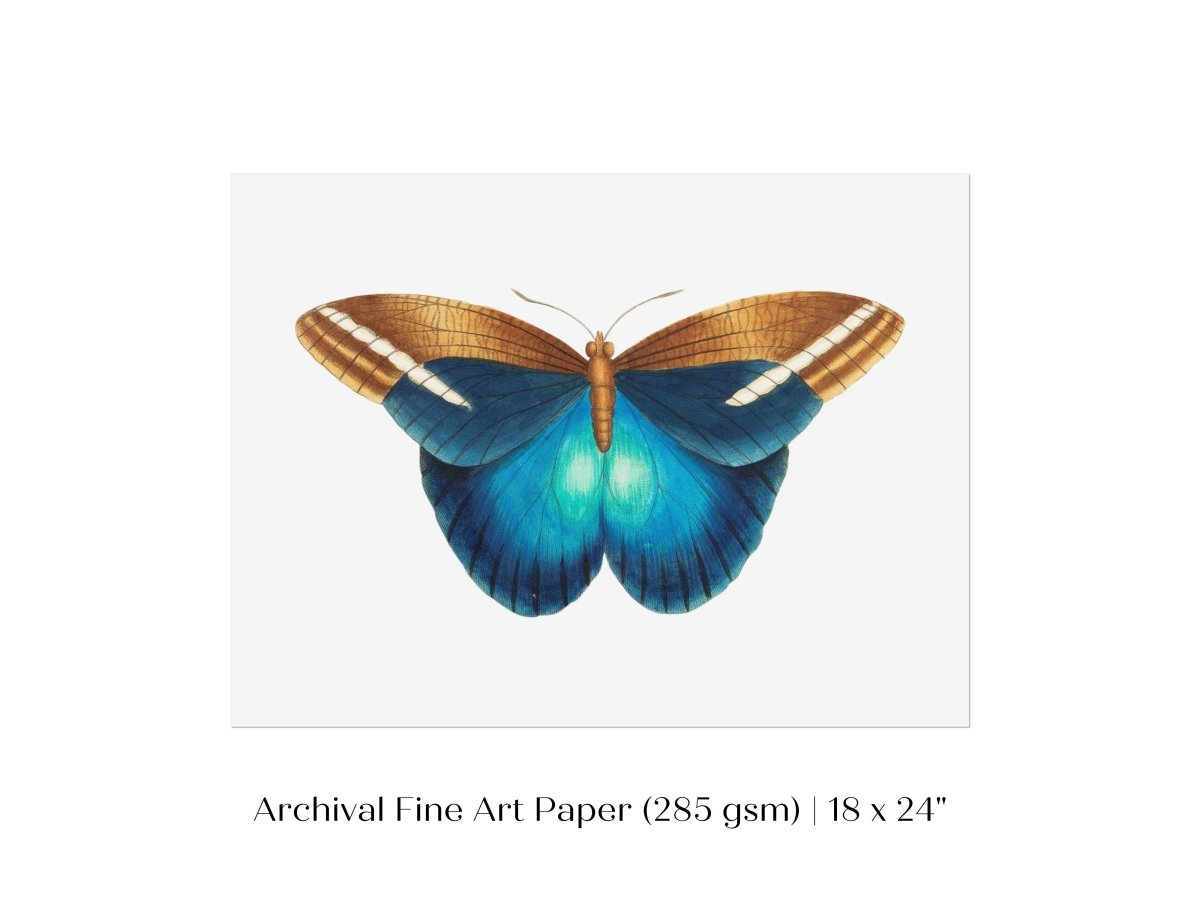 Blue and Brown Butterfly Illustration | P100 - Single Art Prints - Piccolo Fiore Prints