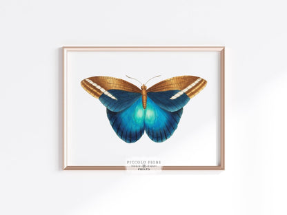 Blue and Brown Butterfly Illustration | P100 - Single Art Prints - Piccolo Fiore Prints
