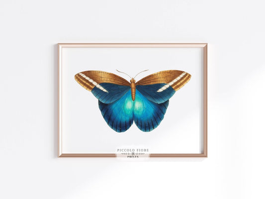 Blue and Brown Butterfly Illustration | P100 - Single Art Prints - Piccolo Fiore Prints