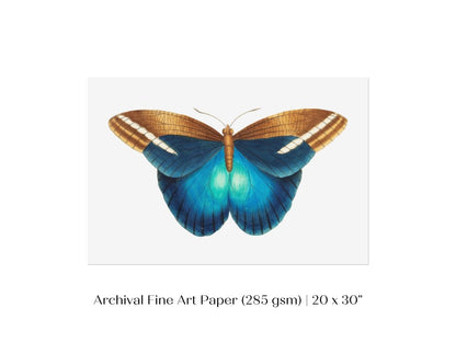 Blue and Brown Butterfly Illustration | P100 - Single Art Prints - Piccolo Fiore Prints