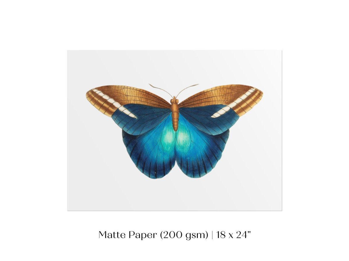 Blue and Brown Butterfly Illustration | P100 - Single Art Prints - Piccolo Fiore Prints