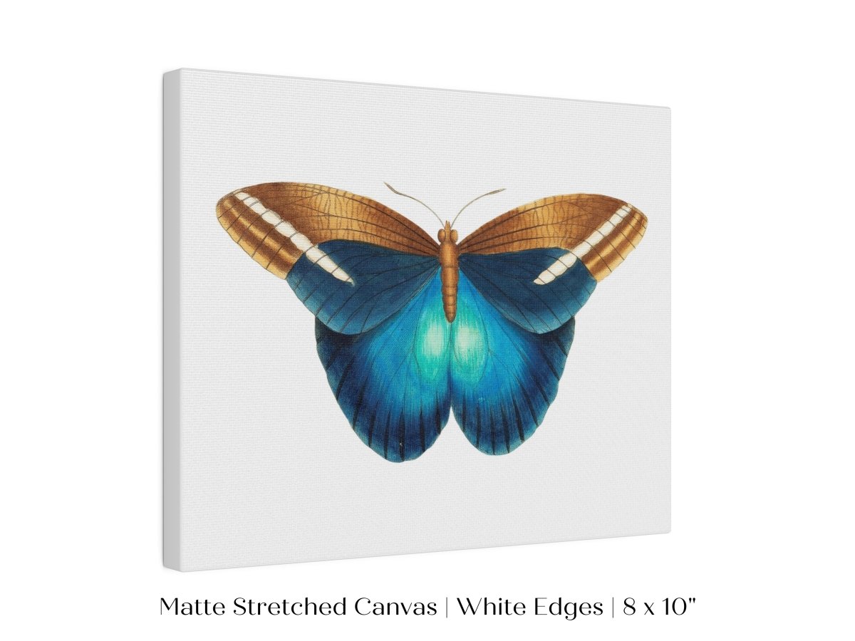 Blue and Brown Butterfly Illustration | P100 - Single Art Prints - Piccolo Fiore Prints