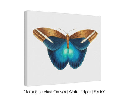 Blue and Brown Butterfly Illustration | P100 - Single Art Prints - Piccolo Fiore Prints