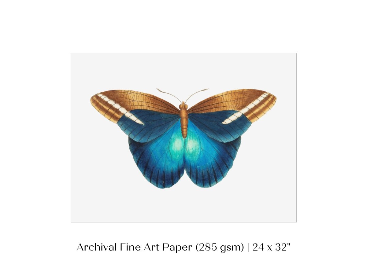 Blue and Brown Butterfly Illustration | P100 - Single Art Prints - Piccolo Fiore Prints