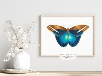 Blue and Brown Butterfly Illustration | P100 - Single Art Prints - Piccolo Fiore Prints
