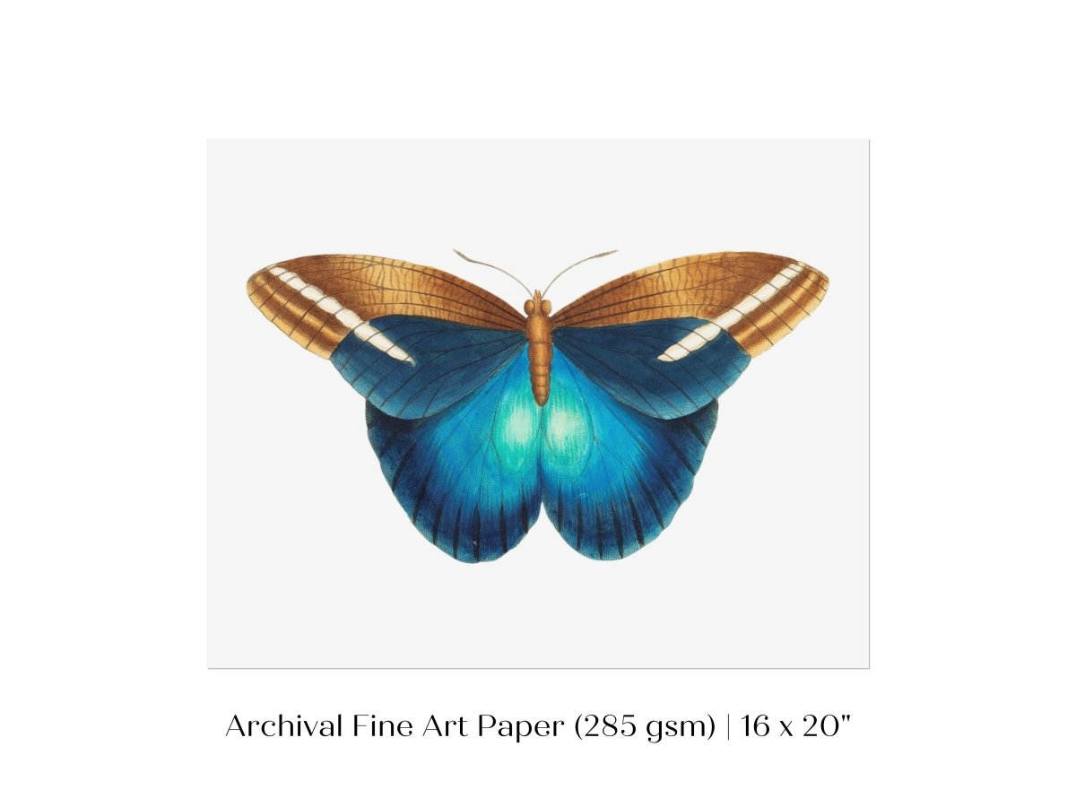Blue and Brown Butterfly Illustration | P100 - Single Art Prints - Piccolo Fiore Prints